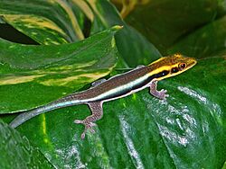 Gekkonidae - Phelsuma klemmeri