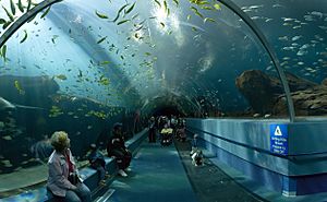 Georgia Aquarium - Ocean Voyager Tunnel Jan 2006