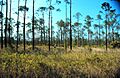 Grand Bay NOAA Nerr0754