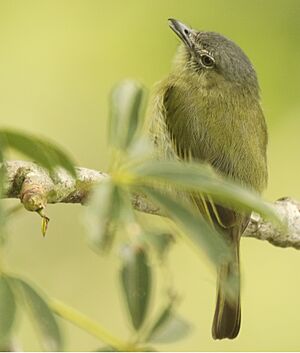 Gray-crowned Flatbill