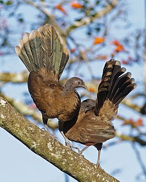 Gray-headed Chachalaca