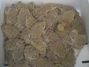 HK Sai Ying Pun 德輔道西 Des Voeux Road West restuarant 田雞 Frogs net bag Sept-2010