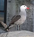Heermann's Gull breeding adult