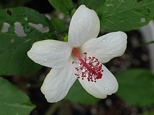 Hibiscus waimeae subsp. hannerae (5187564629)