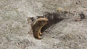 Himalayan marmot peeping out of its burrow