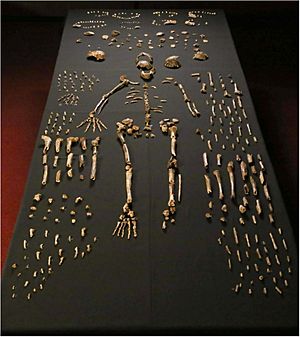 Homo naledi skeletal specimens