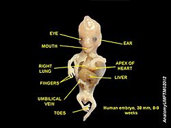 Human embryo 8 weeks