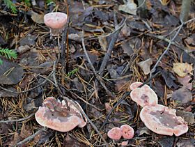 Hydnellum peckii - Karvasorakas C IMG 7751
