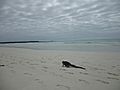 Iguana on the beach at Tortuga Bay Galapagos photo by Alvaro Sevilla Design