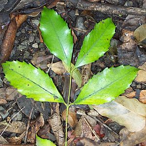 Ilawarra Socketwood - leaves on stalk.jpg