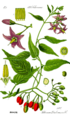 Illustration Solanum dulcamara0 clean