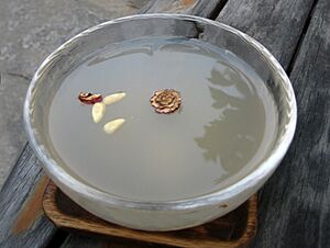 Korean rice punch-Sikhye-01A