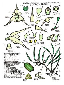 LR008 72dpi Bulbophyllum grandimesense