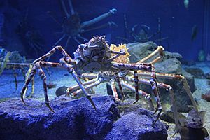 Japanese spider crab Facts for Kids