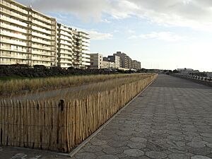 Le Touquet-Paris-Plage - Les oyats de la digue-promenade (3)