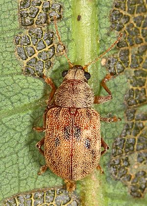 Leaf Beetle - Demotina modesta, Leesylvania State Park, Woodbridge, Virginia.jpg