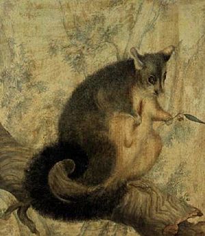 Louisa Atkinson - The Possum