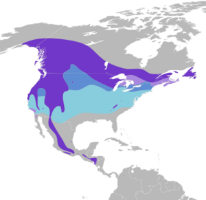 Loxia curvirostra NA map