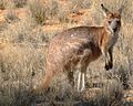 Macropus robustus2