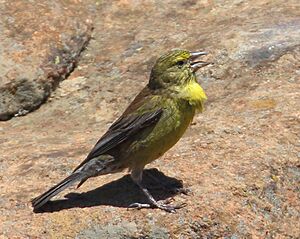 Male Drakensberg Siskin 2019 01 27 10 25 20 1129cr.jpg