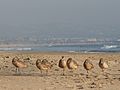Marbled godwits napping on the beach