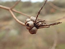 Melaleuca beardii fruit