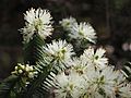Melaleuca biconvexa (flower detail)