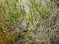 Melaleuca lateritia (leaves, fruits)