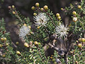 Melaleuca sparsiflora (leaves and flowers).jpg