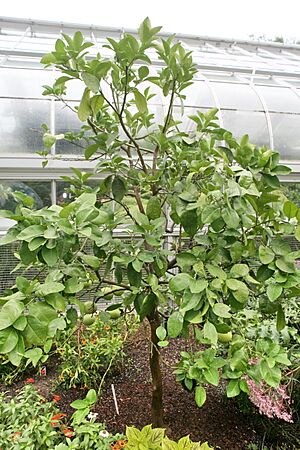 Melogold Grapefruit (Citrus) 'Melogold' (3107647326)