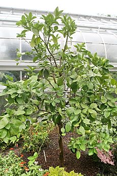 Melogold Facts for Kids