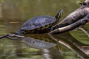 Meso-American slider (Trachemys venusta venusta) Cayo.jpg