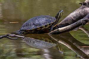 Meso-American slider (Trachemys venusta venusta) Cayo.jpg