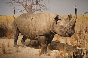 Milwaukee Public Museum February 2023 29 (Africa--Eastern Africa--Savanna Bush, black rhinoceros)