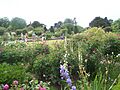 Mottisfont Rose Garden, Mottisfont Abbey