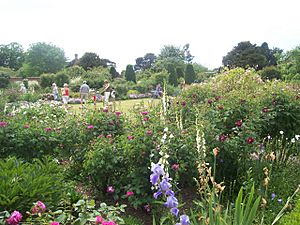 Mottisfont Rose Garden, Mottisfont Abbey