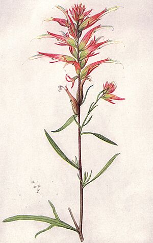 Narrow-leaved Indian Paintbrush (NGM XXXI p515)