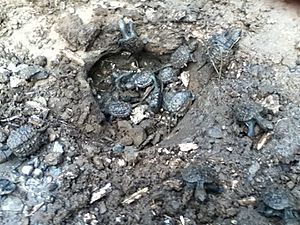 Newly hatched common snapping turtles emerging from the ground
