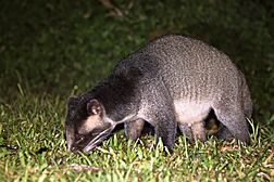 Paguma-larvata-masked-palm-civet-kaeng-krachan-national-park