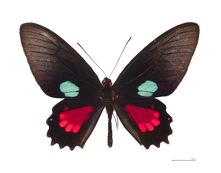 Parides aeneas didas MHNT dos
