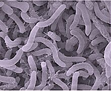 Pelagibacter