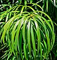 Podocarpus henkelii 2