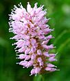 Polygonum bistorta ENBLA02