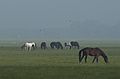 Port Meadow horses in mist