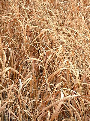 PrairieGrasses