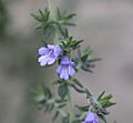 Prostanthera granitica