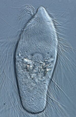 Prot flag trichonymphid 2 reticulotermes