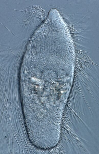 Prot flag trichonymphid 2 reticulotermes