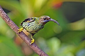 Purple honey creeper (Cyanerpes caeruleus longirostris) juvenile male 2