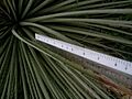 Puya raimondii 7